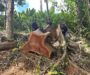 違法伐採が続く「最後の秘境」フィリピンのパラワン島